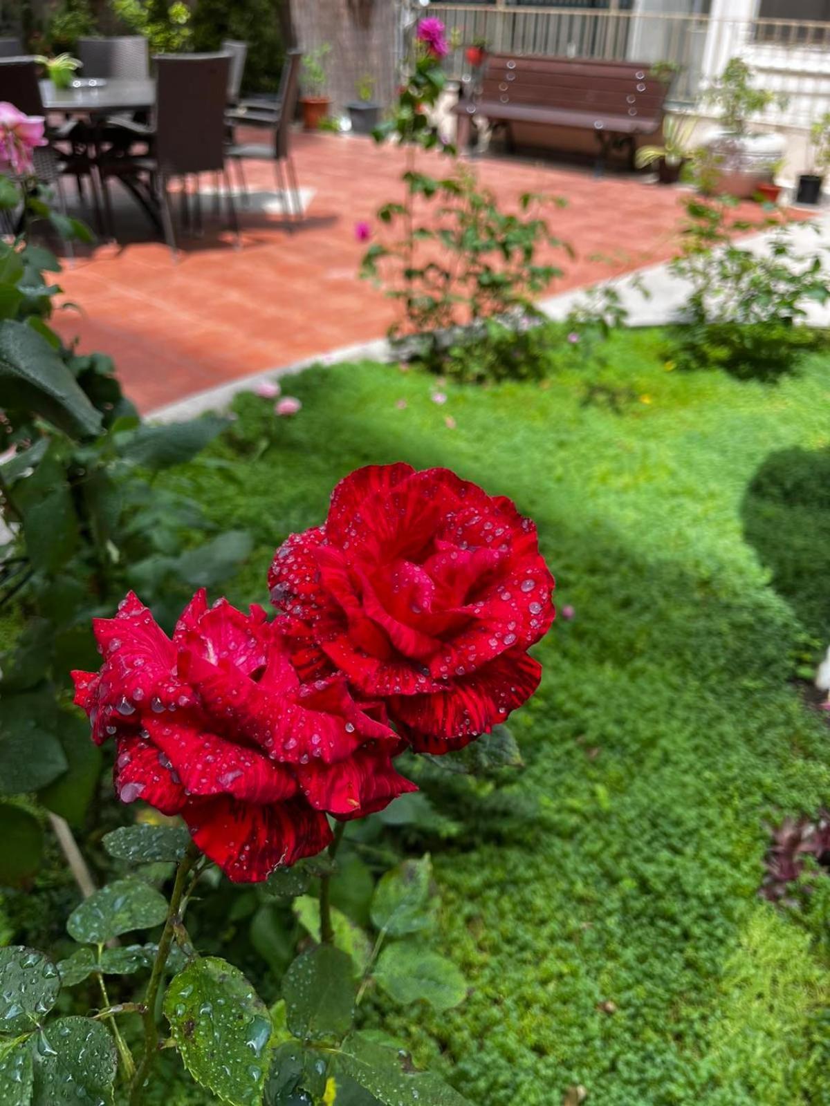 Rose Garden Omax Apartments Солнечный берег Экстерьер фото