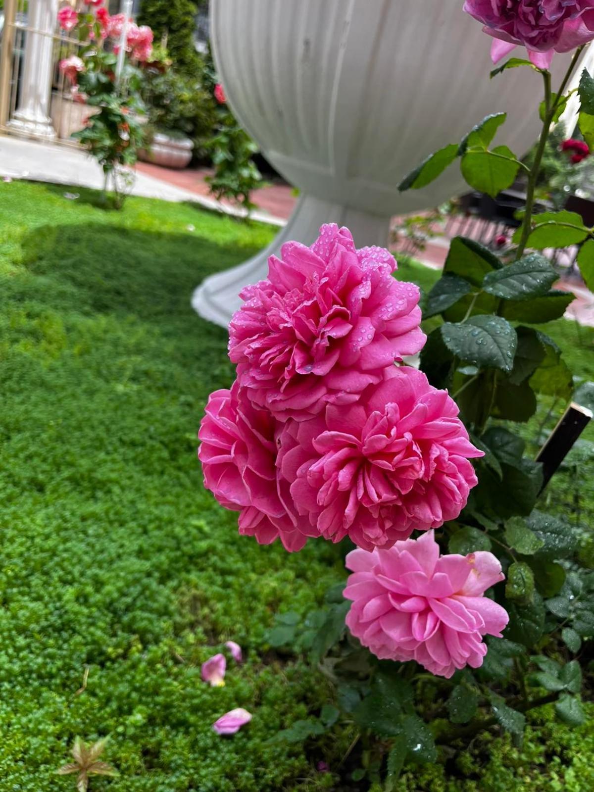 Rose Garden Omax Apartments Солнечный берег Экстерьер фото