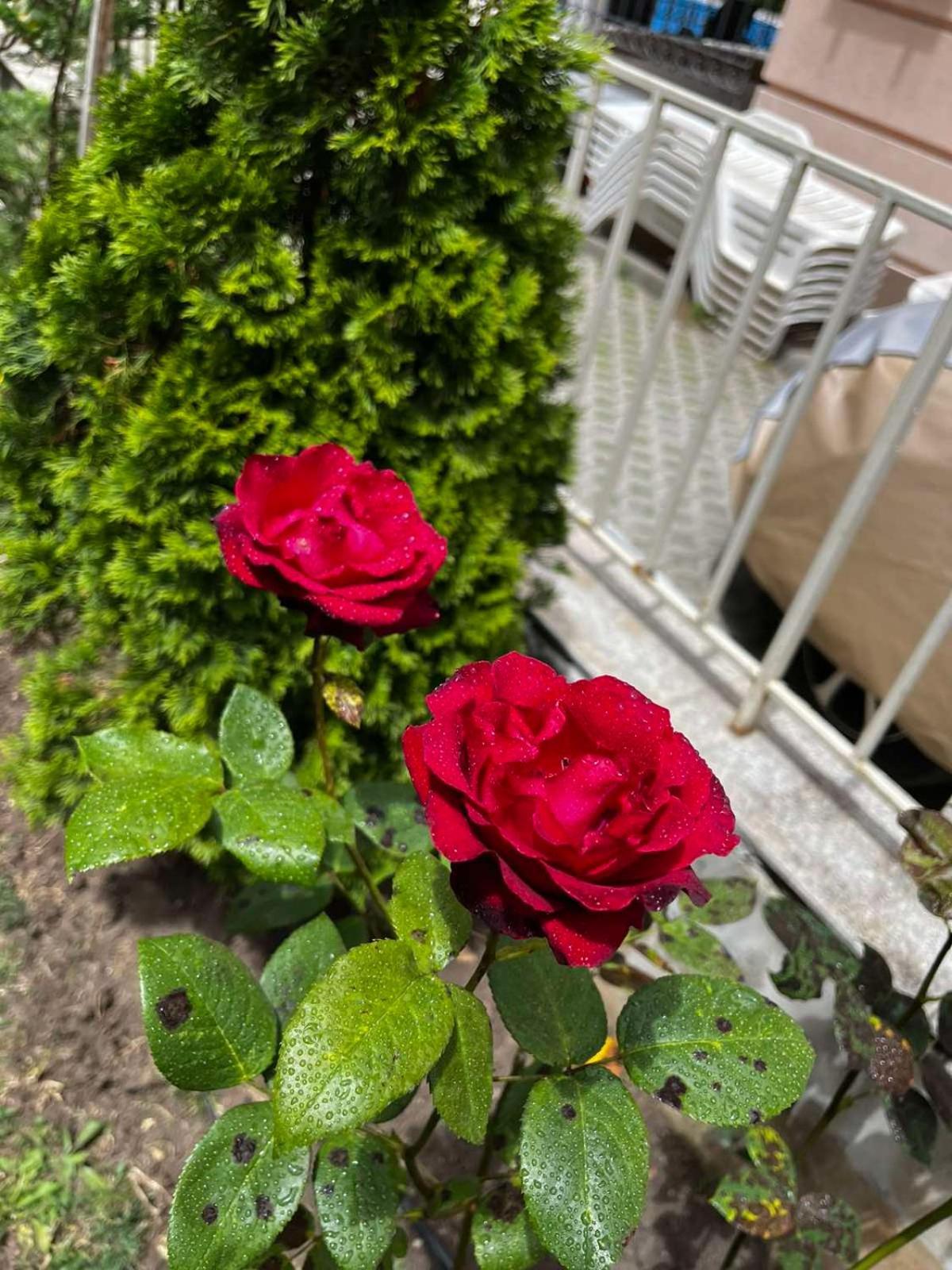 Rose Garden Omax Apartments Солнечный берег Экстерьер фото